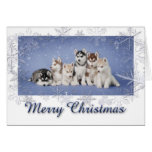 Husky Christmas Greeting Card