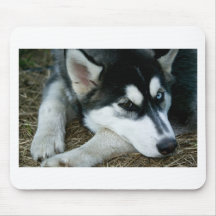 Husky Dog Mouse Pad