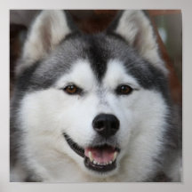Husky Dog Print