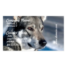 Husky in Snow Business Cards