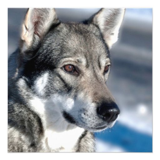 Husky in Snow Invitations