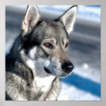 Husky in Snow Poster