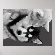 Husky Love Plakatdrucke