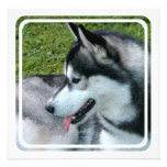 Husky Profile  Invitations