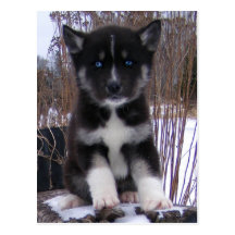 Husky Puppy Postcards
