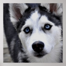Husky Puppy Poster