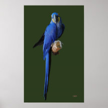 Hyacinth Macaw on Green Posters
