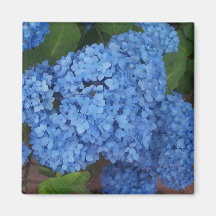 Hydrangea Fridge Magnets