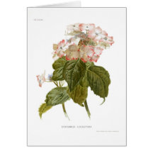 Hydrangea lindleyana greeting card