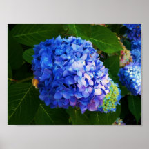 Hydrangeas Print