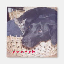 I am a cutie magnet