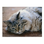 I can hear your footsteps - cat  card post cards