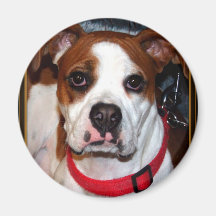 I Love Boxer Collection Refrigerator Magnets