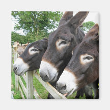 I Love Donkeys! Fridge Magnets