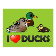 I Love Ducks Post Cards