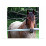 I Love Horses! Post Cards