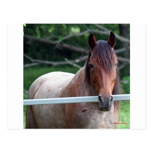 I Love Horses! Post Cards