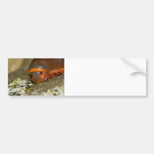 I Love Lichen Bumper Stickers