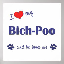 I Love My Bich-Poo (Male Dog) Poster Print