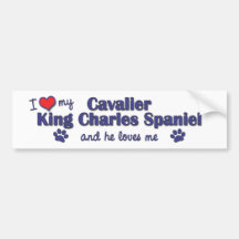 I Love My Cavalier King Charles Spaniel (Male Dog) Bumper Stickers