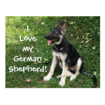 I love my German Shepherd Postcard!
