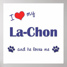 Lachon Dog