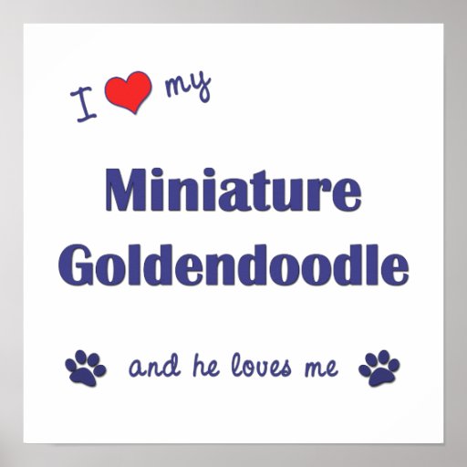 I Love My Miniature Goldendoodle (Male Dog) Poster