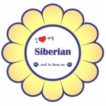 I Love My Siberian (Male Cat) Photo Cutout