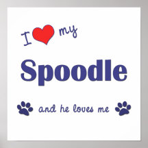I Love My Spoodle (Male Dog) Poster