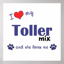 I Love My Toller Mix (Female Dog) Poster Print