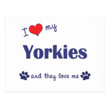 I Love My Yorkies (Multiple Dogs) Postcards