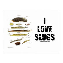 I Love Slugs (Naturalist / Nature) Postcards