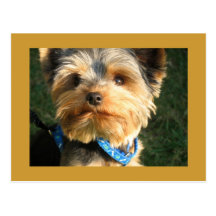 I Love Yorkies Post Card