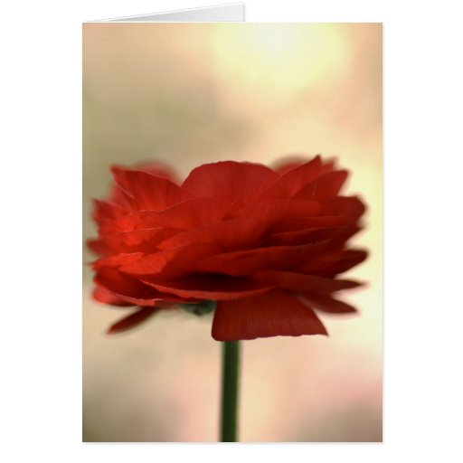 I Love You - Ranunculus Flower Card