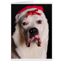 I need a bigger biscuit greeting cards