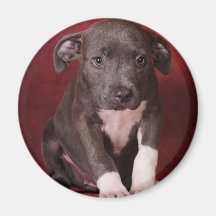 I need a loving home magnets