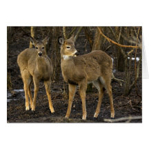 I’ve Got My Eye On You Greeting Card