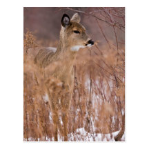 I’ve Got My Eye On You Post Card