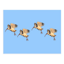 Ibis Flying Gift postcards