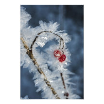 Ice Berries Photo