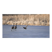 Ice Travelers Picture Card
