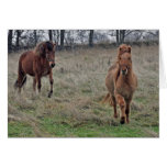 Icelandic horses cards