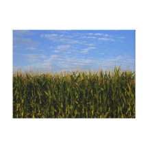 Idaho Corn Field Gallery Wrapped Canvas