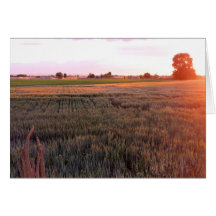 Idaho Wheat Field Greeting Cards
