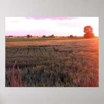 Idaho Wheat Field Print