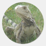 Iguana Sticker