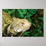 Iguanas prints, wall hangings, posters HUGE size