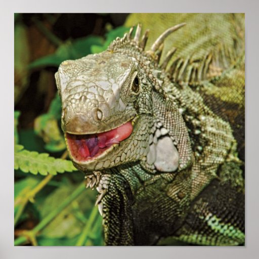 Iguanas prints, wall hangings, posters PORTFOLIO