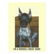 I'M A BRINDLE GREAT DANE POST CARD