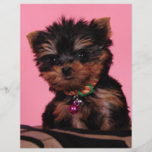 I'm cute, I know Flyer Design
